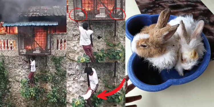 Man Rescues Trapped Rabbits from Raging Fire, Winning Hearts Online