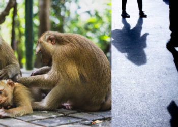 Monkeys Intervened and Saved 6-Year-Old Girl from Rape Attempt in India