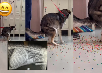 Dog Poops Rainbow After Eating Orbeez, Needs Emergency Surgery