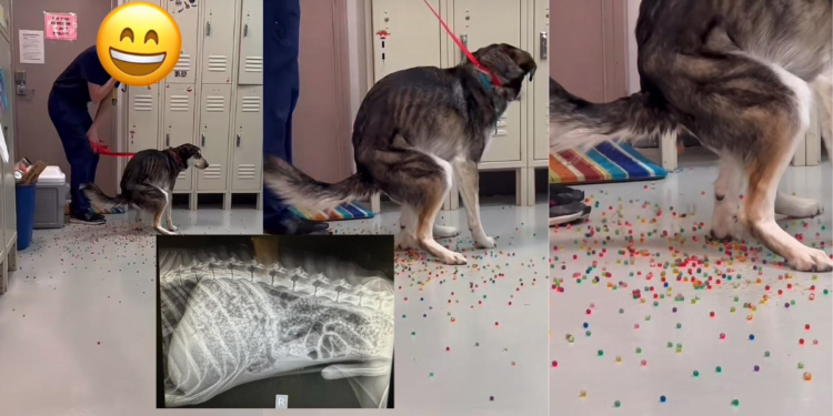 Dog Poops Rainbow After Eating Orbeez, Needs Emergency Surgery