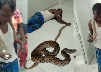 Indian Man Walks Into Hospital Holding Snake That Bit Him