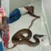 Indian Man Walks Into Hospital Holding Snake That Bit Him