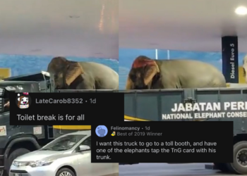 Malaysians Amused as Two Elephants Hitch a Ride for a Surprise Petrol Stop