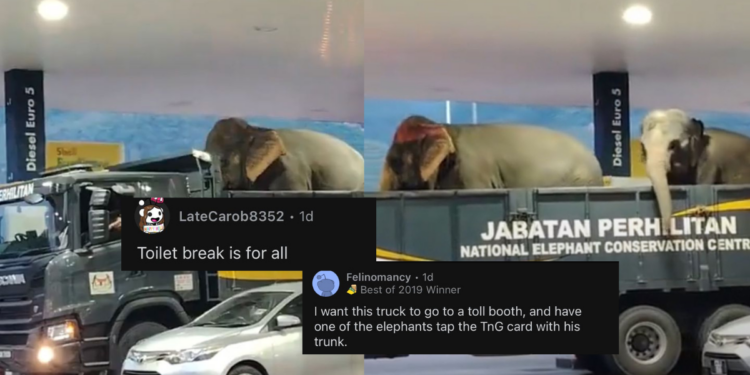 Malaysians Amused as Two Elephants Hitch a Ride for a Surprise Petrol Stop