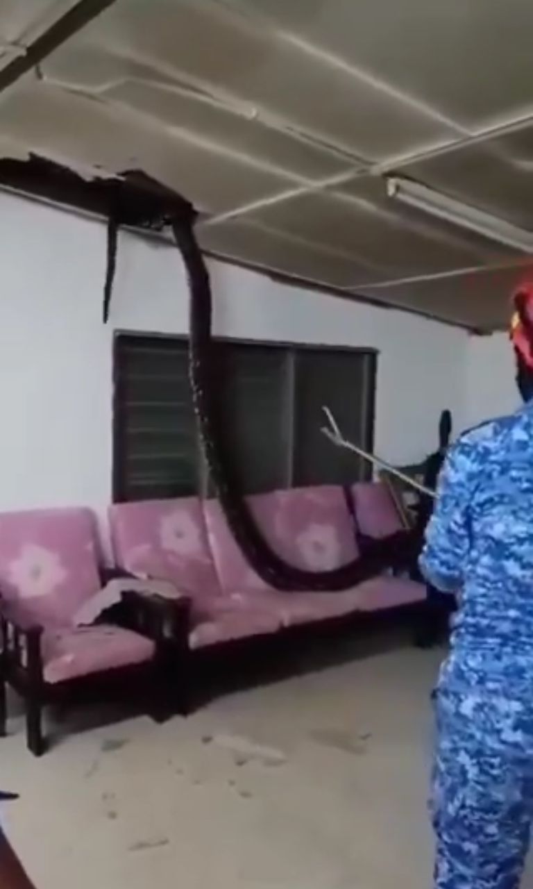 Massive Python Crashes Through Ceiling, Landing on Family Sofa in Perak ...
