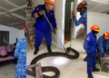 Massive Python Crashes Through Ceiling, Landing on Family Sofa in Perak, Malaysia