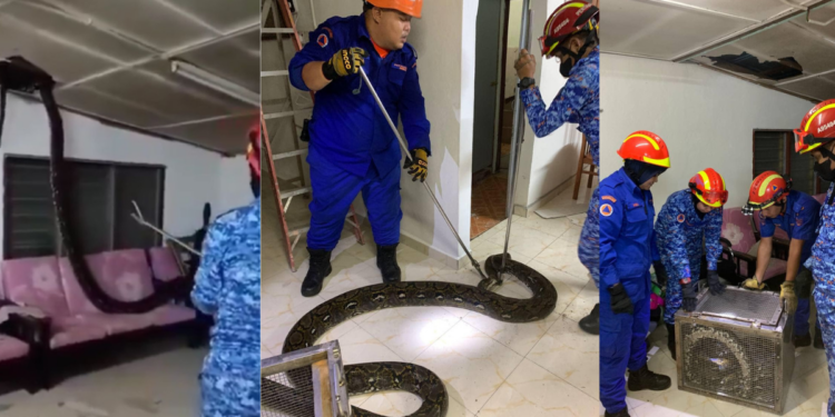 Massive Python Crashes Through Ceiling, Landing on Family Sofa in Perak, Malaysia