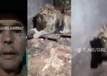 Zookeeper Fatally Mauled by Lions While Filming to “Impress Girlfriend”