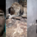 Zookeeper Fatally Mauled by Lions While Filming to “Impress Girlfriend”