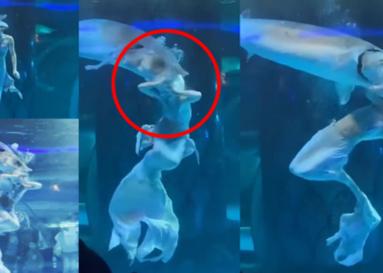 Giant Fish Attacks ‘Mermaid’ Performer at Aquarium Before Shocked Crowd in China; Rushed to Hospital