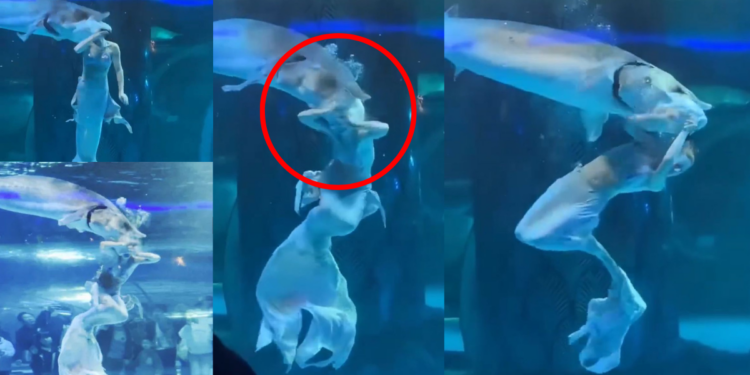 Giant Fish Attacks ‘Mermaid’ Performer at Aquarium Before Shocked Crowd in China; Rushed to Hospital