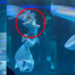 Giant Fish Attacks ‘Mermaid’ Performer at Aquarium Before Shocked Crowd in China; Rushed to Hospital