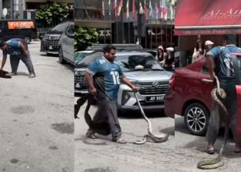 Man Casually Picks Up a Large Snake in the Middle of a Busy KL Road