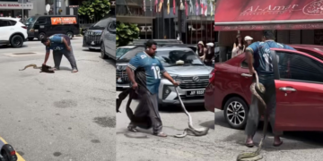 Man Casually Picks Up a Large Snake in the Middle of a Busy KL Road