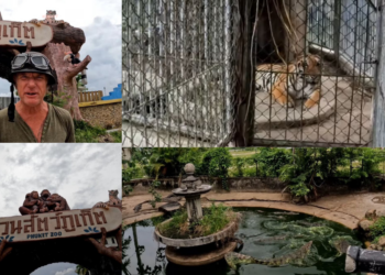 British YouTuber Uncovers Crocodiles and Tiger at Abandoned Phuket Zoo