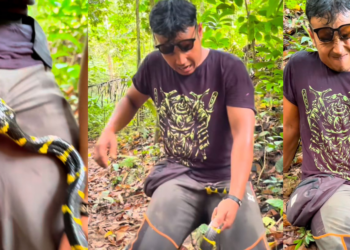 Snake Bites Indonesian Man’s Private Part, Refuses to Let Go