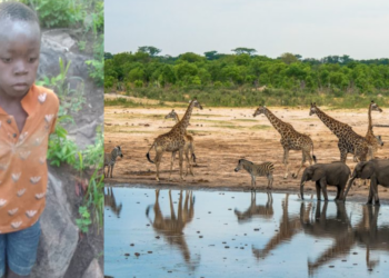 7-Year-Old Boy Found Alive After Surviving 5 Days in Lion-Infested Game Park in Zimbabwe