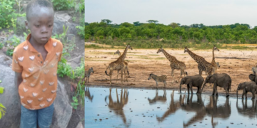 7-Year-Old Boy Found Alive After Surviving 5 Days in Lion-Infested Game Park in Zimbabwe