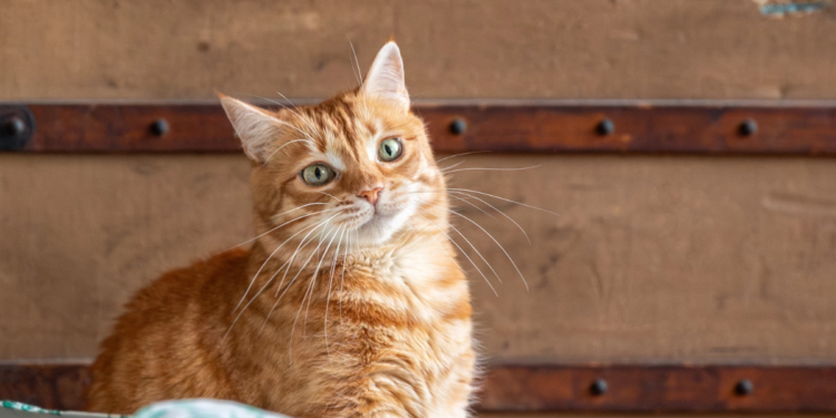 A Guide To Adopting A Feline Friend In Singapore