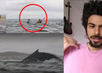 “I Spent a Second Realizing I Was Inside the Mouth of Something” — Kayaker Nearly Swallowed by Humpback Whale Recounts Experience