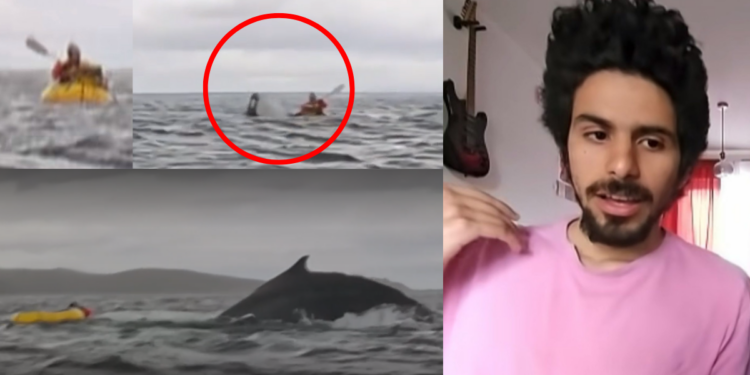 “I Spent a Second Realizing I Was Inside the Mouth of Something” — Kayaker Nearly Swallowed by Humpback Whale Recounts Experience