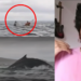 “I Spent a Second Realizing I Was Inside the Mouth of Something” — Kayaker Nearly Swallowed by Humpback Whale Recounts Experience