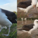 Wisdom, the World’s Oldest Wild Bird, Lays an Egg at 74
