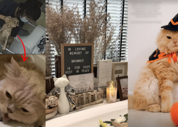 Beloved Cat ‘Brownie’ Dies After Alleged Negligence at Pasir Panjang Pet Grooming Salon