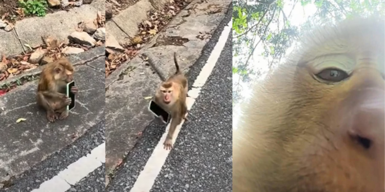 Cheeky Monkey in Phuket “Steals” Tourist’s Phone, Accidentally Records Itself