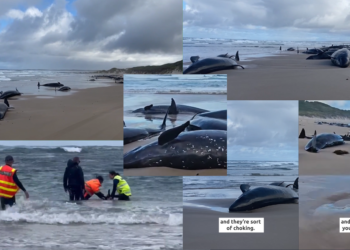 Over 150 False Killer Whales Stranded in Tasmania Die Despite Rescue Efforts