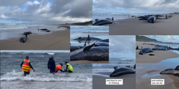 Over 150 False Killer Whales Stranded in Tasmania Die Despite Rescue Efforts