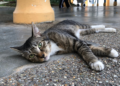 Things To Note About Stray Cats In Singapore