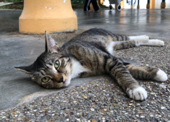 Things To Note About Stray Cats In Singapore