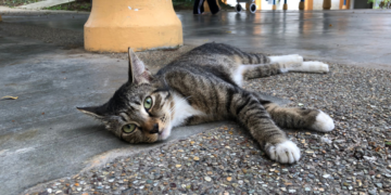 Things To Note About Stray Cats In Singapore