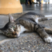 Things To Note About Stray Cats In Singapore