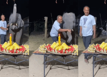 A Birthday to Trumpet About: Baby Elephant Blows Out Candle in Thailand