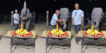 A Birthday to Trumpet About: Baby Elephant Blows Out Candle in Thailand