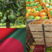 Bangladesh Set to Export Mangoes to China, Marking a New Chapter in Bilateral Trade
