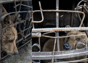 Bear Rescued After Spending Two Years Trapped in Tiny Cage Outside Armenian Restaurant