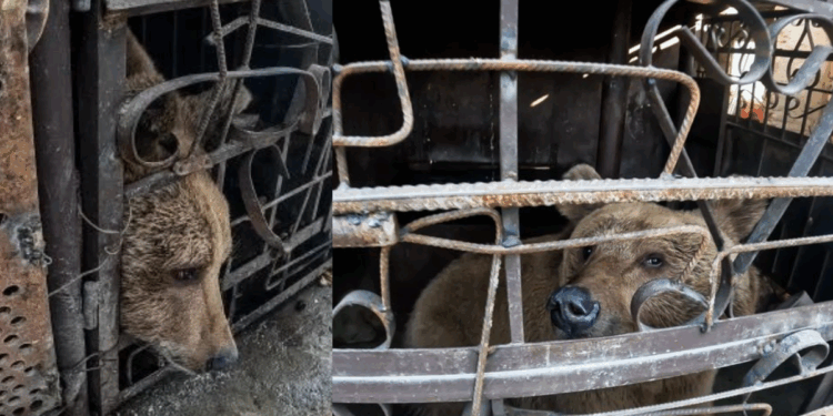 Bear Rescued After Spending Two Years Trapped in Tiny Cage Outside Armenian Restaurant