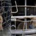 Bear Rescued After Spending Two Years Trapped in Tiny Cage Outside Armenian Restaurant