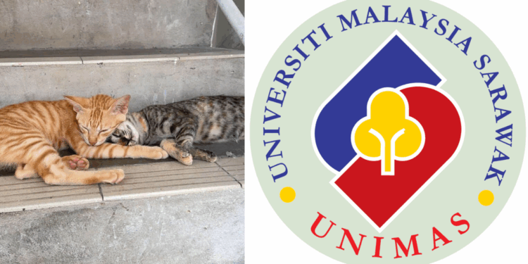 Kitten’s Severed Head Found on UNIMAS Campus – University Claims ‘No Foul Play’
