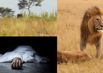 Tragedy in Kenya: 14-Year-Old Girl Killed by Lion Near Nairobi National Park