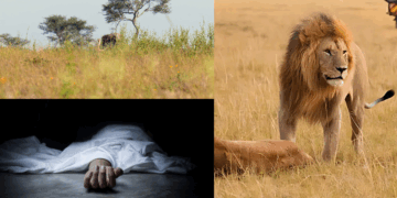 Tragedy in Kenya: 14-Year-Old Girl Killed by Lion Near Nairobi National Park