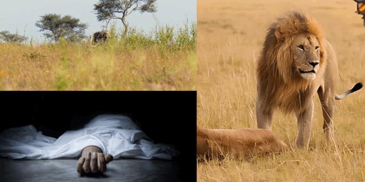 Tragedy in Kenya: 14-Year-Old Girl Killed by Lion Near Nairobi National Park