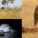 Tragedy in Kenya: 14-Year-Old Girl Killed by Lion Near Nairobi National Park