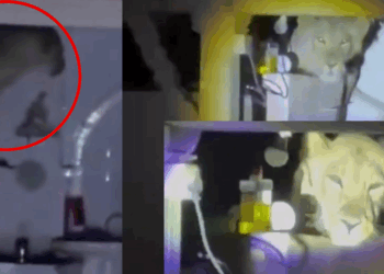 Lion Found Perched Above a Family’s Kitchen Wall, Took Nearly Two Hours to Leave