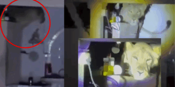 Lion Found Perched Above a Family’s Kitchen Wall, Took Nearly Two Hours to Leave