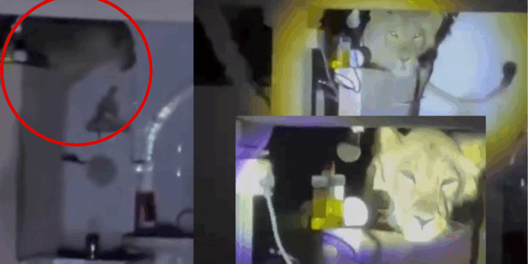 Lion Found Perched Above a Family’s Kitchen Wall, Took Nearly Two Hours to Leave
