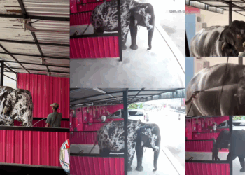Big Wheels, Bigger Guests—Thai Car Wash Scrubs Up an Elephant